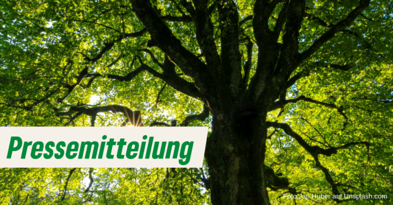Pressemitteilung von Catherina Pieroth und Sebastian Walter zur geplanten Fällung von 60 Bäumen am Tempelhofer Damm