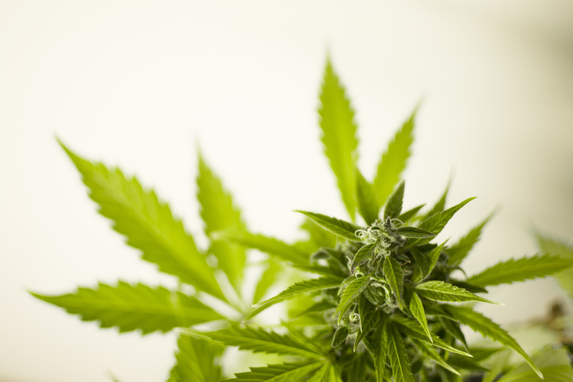 Die Legalisierung von Cannabis – eine moderne Drogenpolitik!